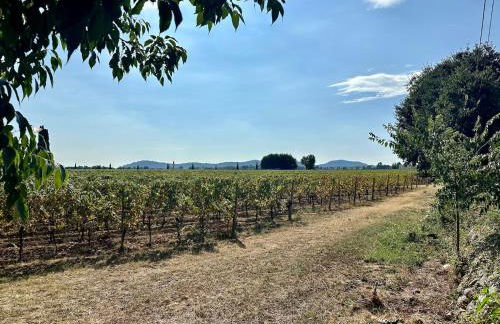 B&Bike la vetrata sui vigneti - Foto 50