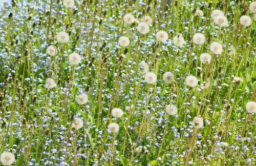 Ferienwohnung Pusteblume - Foto 14