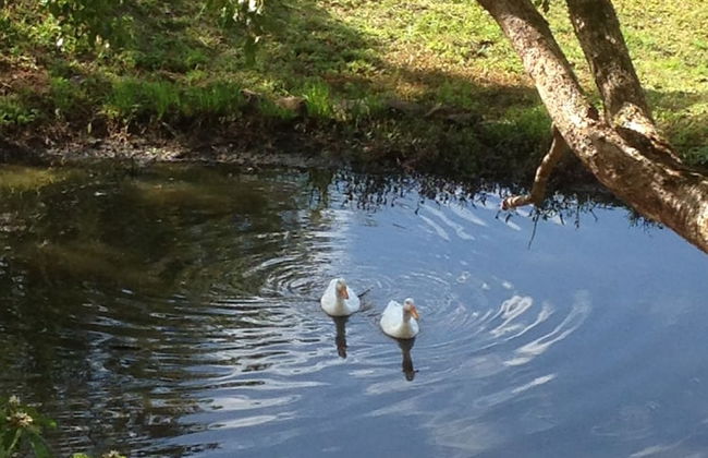 Blue Summit Cottages - Foto 35