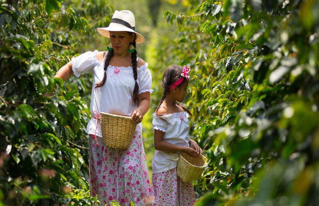 Besuch einer Kaffeefarm in Salento mit Mittagessen – Halbtages-Wanderung - Foto 1