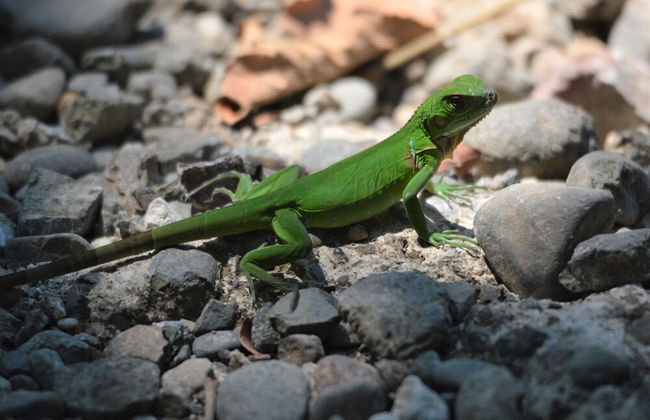 Casa Vida Verde - Foto 35