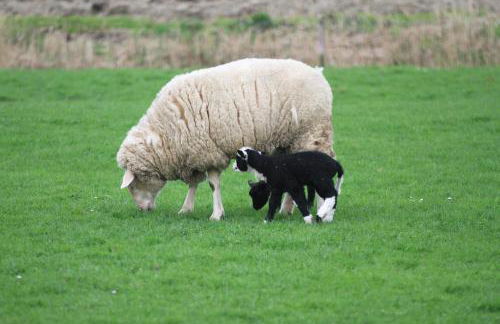 Ferienhaus Seeschwalbe - Foto 22