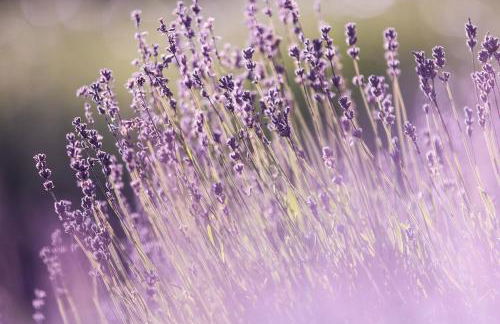 Kienle's Ferienhaus - Photo 14