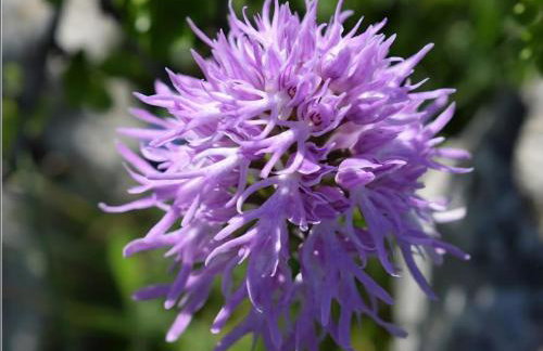 Olive&Sea Villa-OLIVE - Foto 49