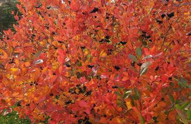 Zymbiańsko Chałupa 1 z balią na wyłączność - Foto 21