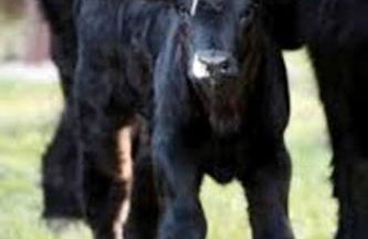 Peaceful Historic Villa with Hot Tub & Pool near Downtown Nashville, Tennessee - Photo 60