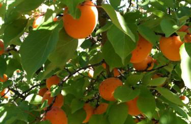 L'Esperluette - Gîte Orange et Gîte Framboise - Foto 22