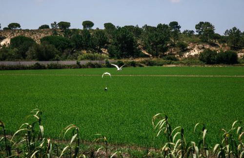 Herdade de Montalvo - Comporta - Photo 14