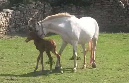 Casa Concejos - Foto 30