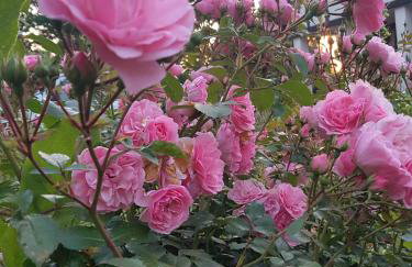 Gandelinka Park Kędrzyno - Foto 1