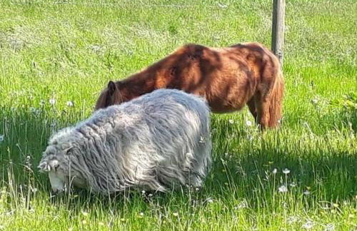 Appartement Landhaus Markus, Suderschwei - Foto 34