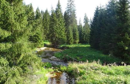 Wohnung Mitterdorf - Foto 32