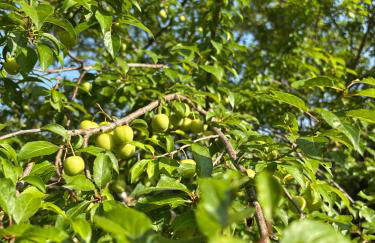 L ancien fournil - Sejour authentique & douillet - Proche de Sarlat - Foto 20