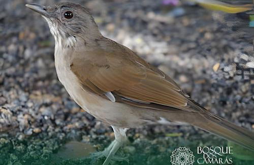 Refugio Aldeia dos Camarás - Foto 68
