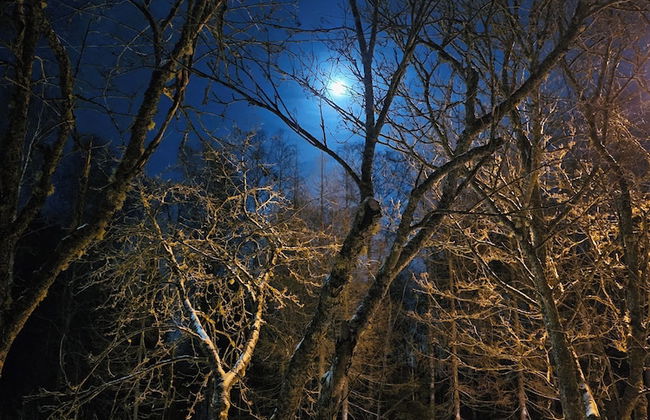 Priha Residence at Kirkkotie Premium Urban Living in Ilomantsi - Foto 35