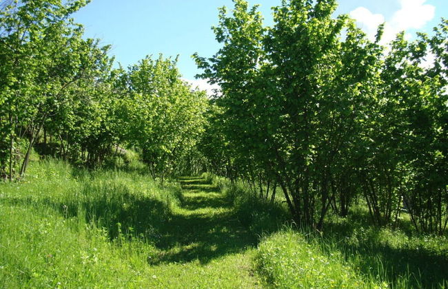 Nice Apartment in Trassenheide - Foto 12
