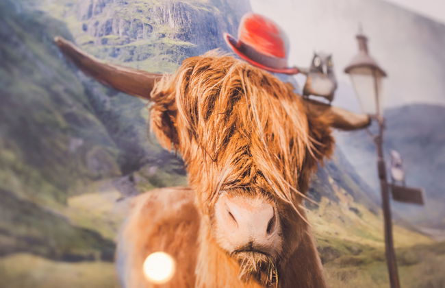 Lothlorien Lodge 4 - Foto 13