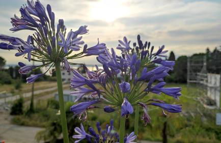 Villa Agapanto - Foto 43