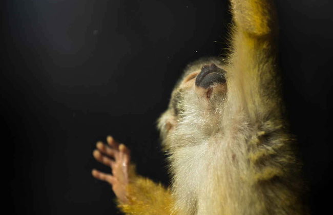 Night Walk in a Private Reserve - Foto 7