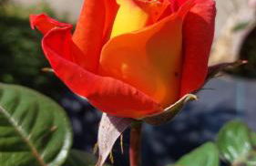 Gîtes Arvor et Tevenn - Foto 32