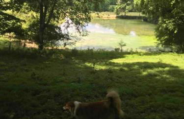 Pleasant Valley Farm Dairy Barn writer's retreat - Foto 43