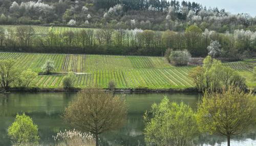 Ferienwohnung Merllorca 1 OG Moselblick Zell-Merl - Foto 3