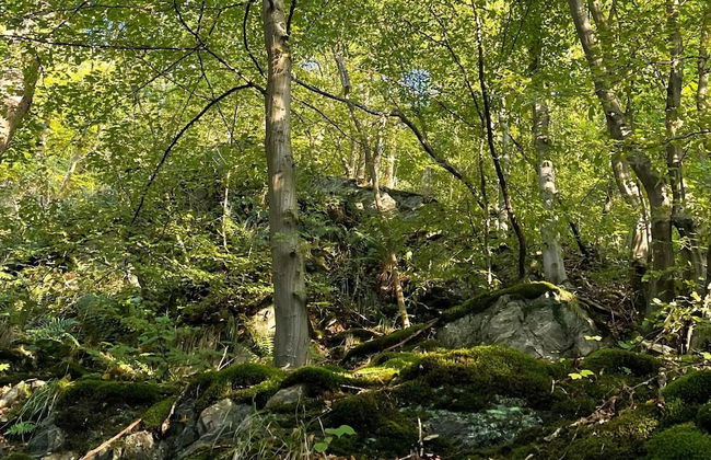 Doppelhaushalfte in Hasselfelde - Foto 19