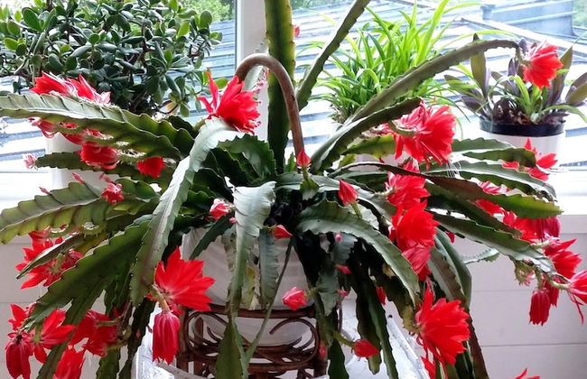 Ferienhaus BLACK & WHITE - Photo 9