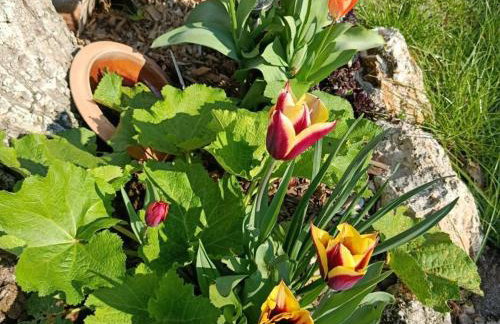 Gîte paisible 2 chambres près de Tours et Amboise - FR-1-381-628 - Foto 30