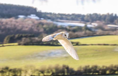 Swallow Cottage - Foto 23