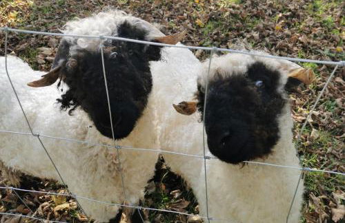 Ferienwohnung-Rungholt-Edomsharder-Hof-Nordstrand - Photo 7