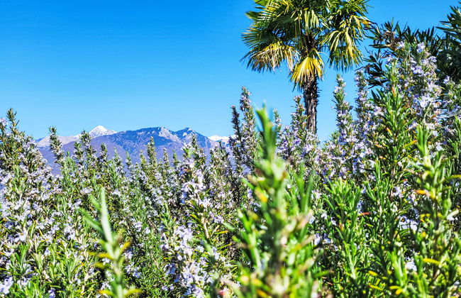 Bella Vista (EG) - Foto 27