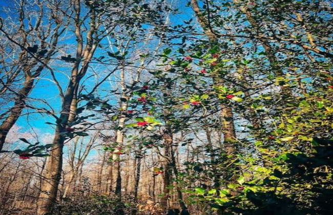 Chalet in Belgium With Stunning Views - Foto 19