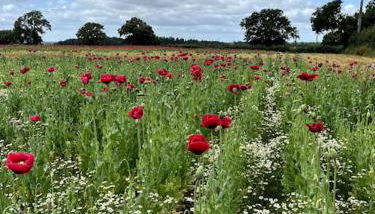 Beckbury Guesthouse - Foto 2