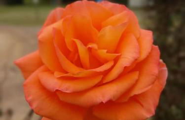 La Casina di campagna tra Cecina e Bibbona - Foto 42