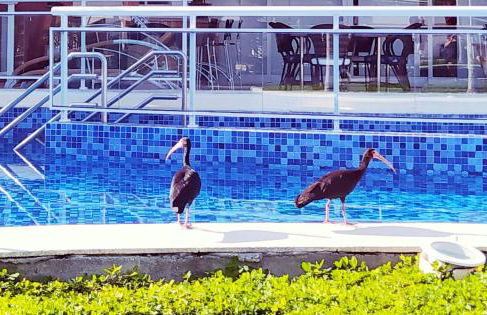 Marine Home Resort- piscina aquecida-hidromassagem - Photo 24