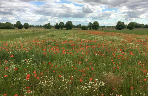 Unter den Reben - Foto 24
