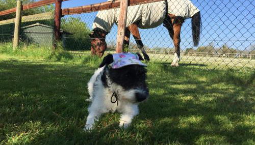 The Final Furlong, Bruton - Foto 2