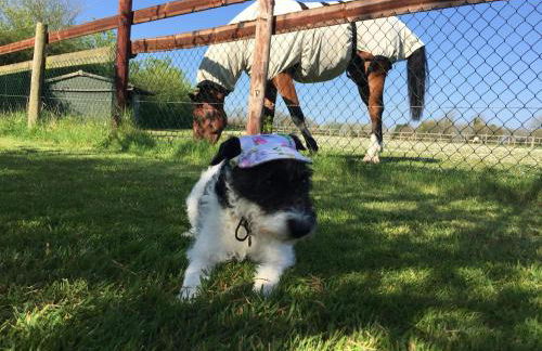 The Final Furlong, Bruton - Foto 2