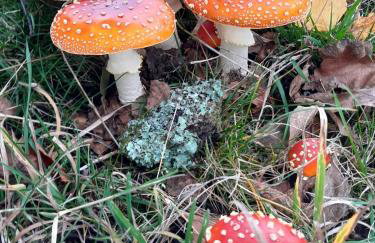 Fewo Waldtherme Relaxen, wandern, Radfahren - Foto 26