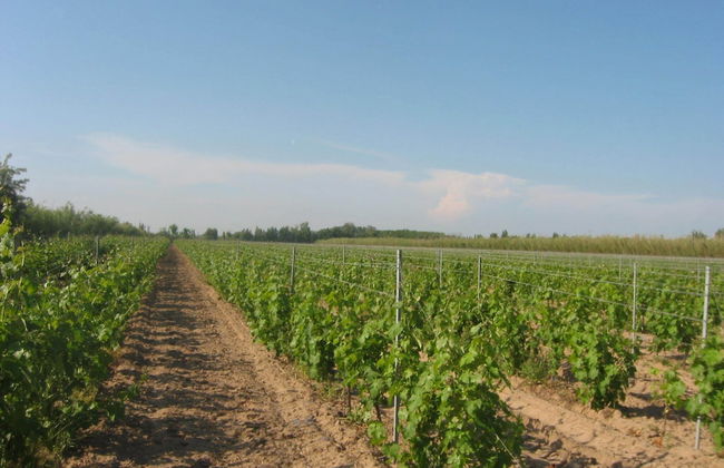 Domaine La Yole Wine Resort - Foto 40