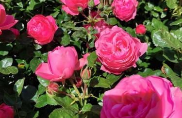 Maison de vacances à la montagne avec vue panoramique - Foto 22