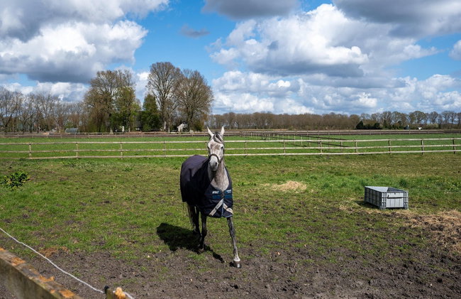 Holiday Home with Meadow View near Forests - Photo 29