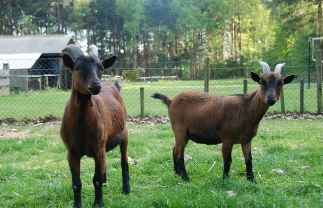 Cozy Chalet With a Decorative Fireplace - Foto 28