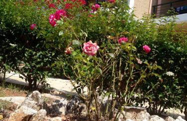 Niso Villas - Foto 12