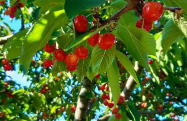 Villa La Moraiola - Foto 54