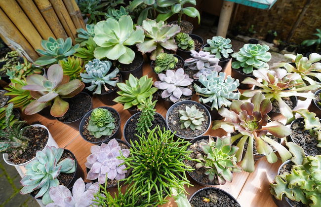 OYO Homes 91006 Eco Tourism Desa Cibodas Areng 5 Syariah - Photo 36