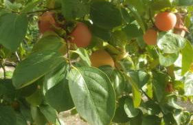 Trulli Vittoria - Foto 37