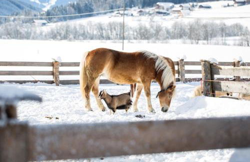 Pichlerhof - Foto 34