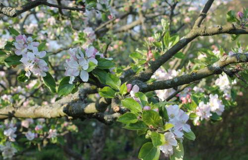 Wohnung mit Grossem Garten an der Ostseekuste - Foto 78